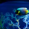 SEA LIFE Manchester — Leisure Family Manchester: Science, LEGO & Football Fun with Kids, manchester