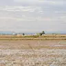 Bird Watching — Leisure Albufera: Rice Fields and Nature, valencia