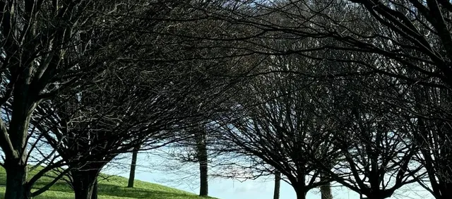 Paseo matinal por Regent's Park