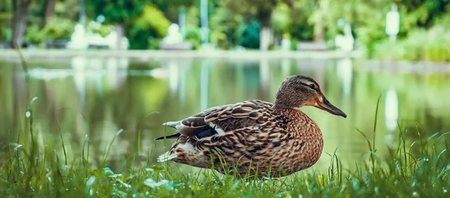 Calderstones Park: Piedras Milenarias y Jardines Botánicos