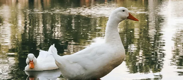 Paseo junto al Río Mersey desde Otterspool