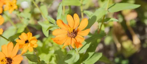 Fletcher Moss Gardens