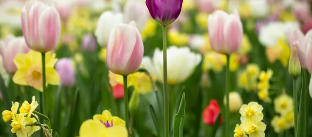 Albia Gardens