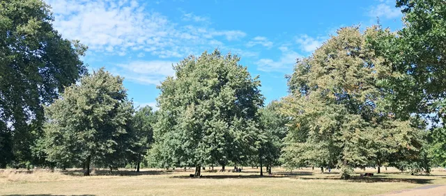 Hyde Park & Diana Memorial Playground