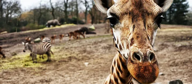 ZSL London Zoo