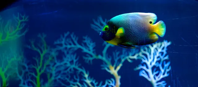 SEA LIFE Manchester