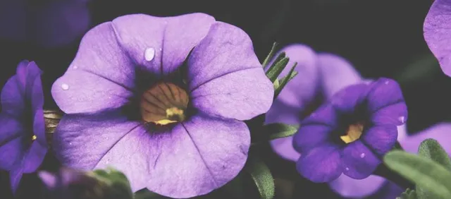 Flamenco en Casa de Pilatos