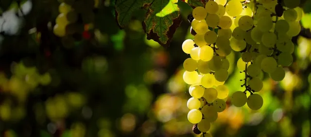 Cata de vinos en Vilafranca