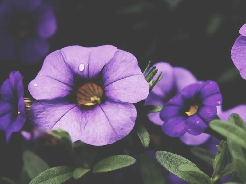 Flamenco à la Casa de Pilatos
