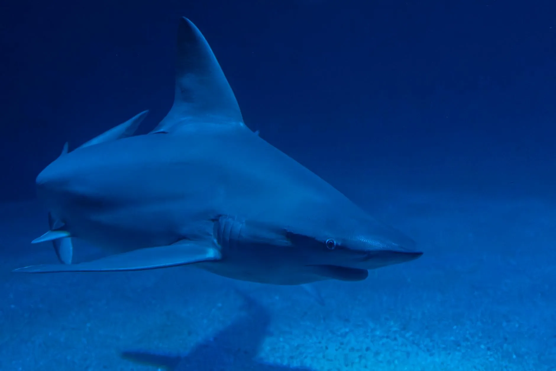 Déjeuner en sous-marin