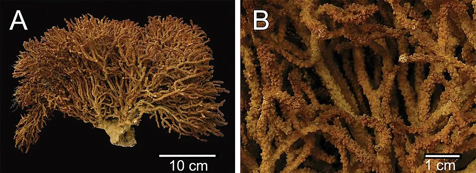 Aventuras Familiares en Colonia