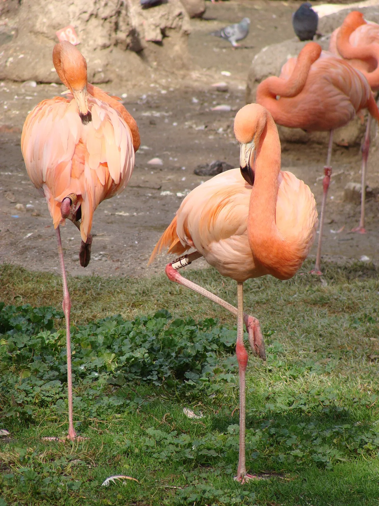 Zoo Aquarium de Madrid