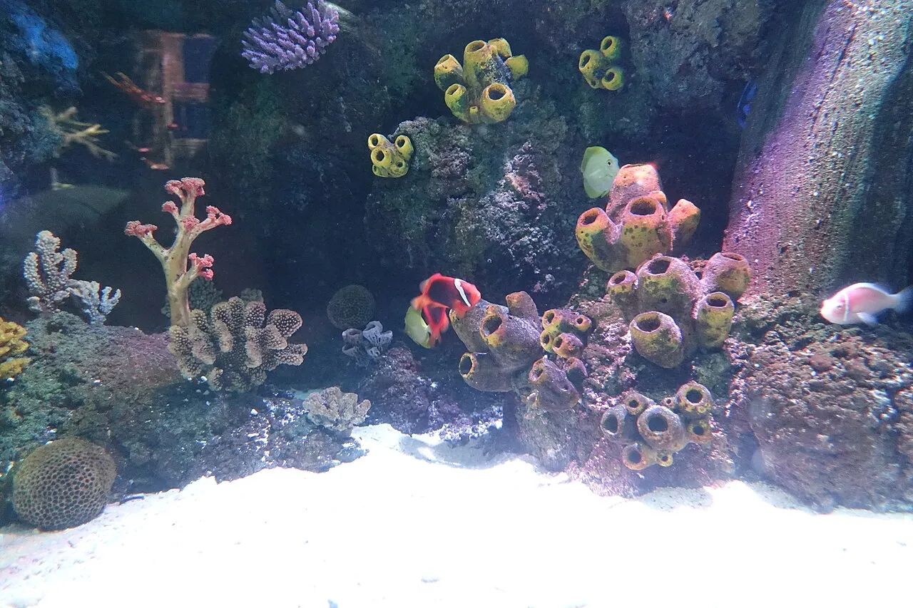 シー ライフ ポルト