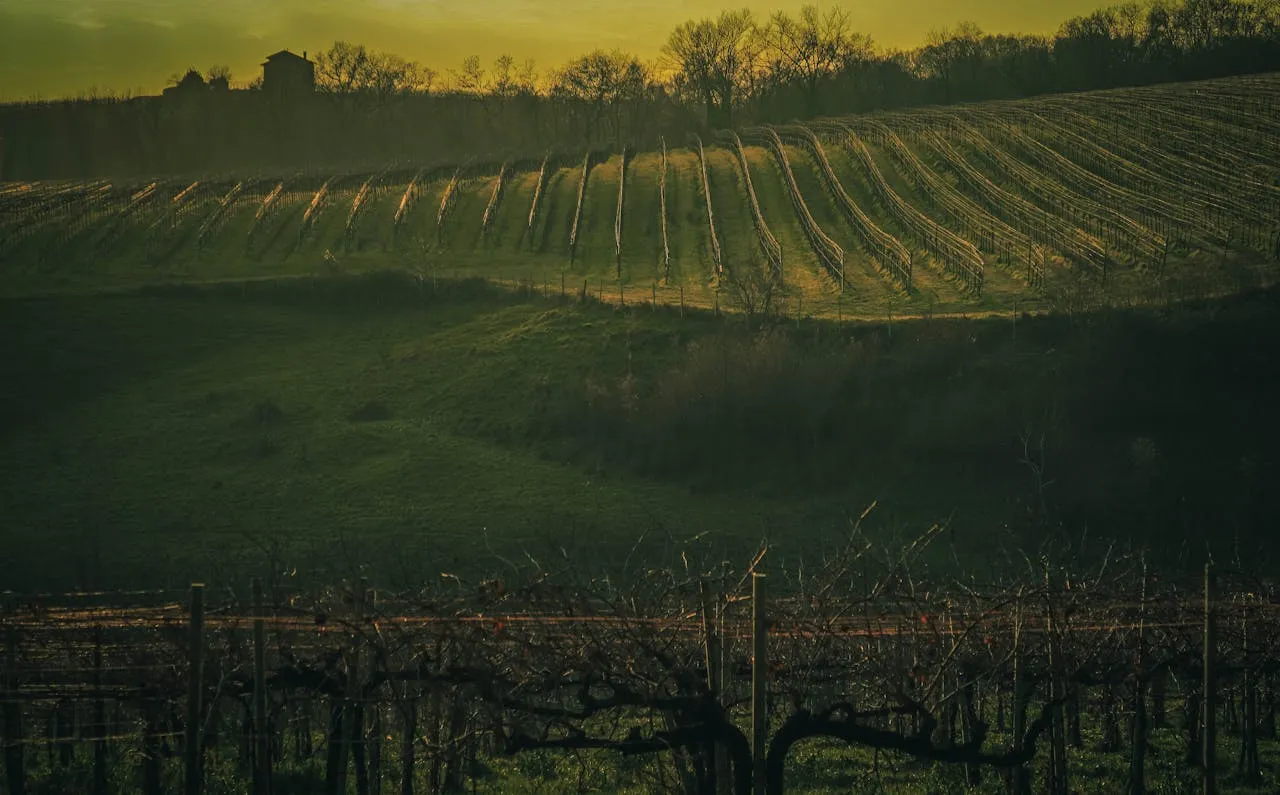 Penedès: Viñedos y Cava