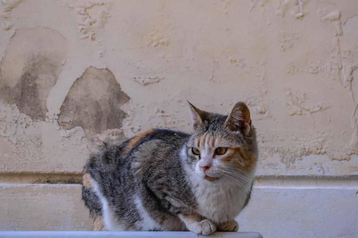 Atenas como un ateniense — atenas