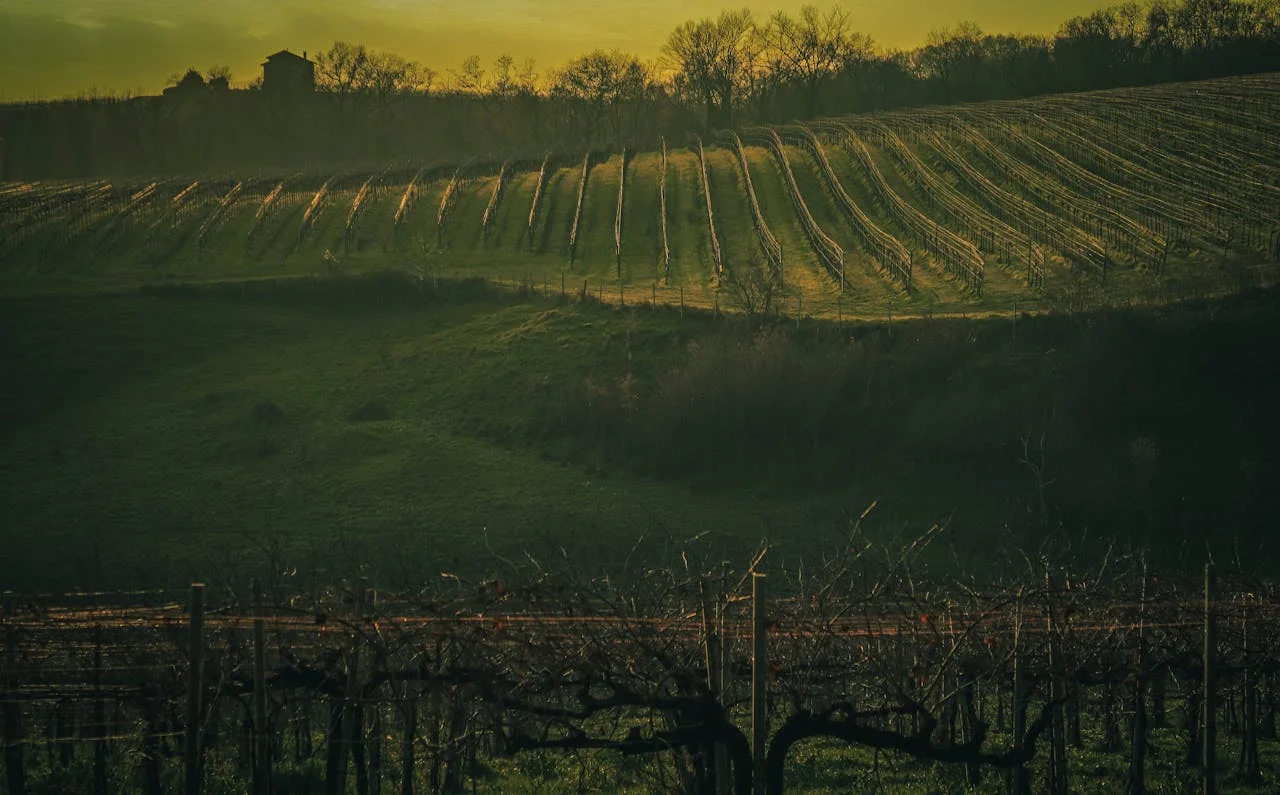 Penedès: Viñedos y Cava — barcelona