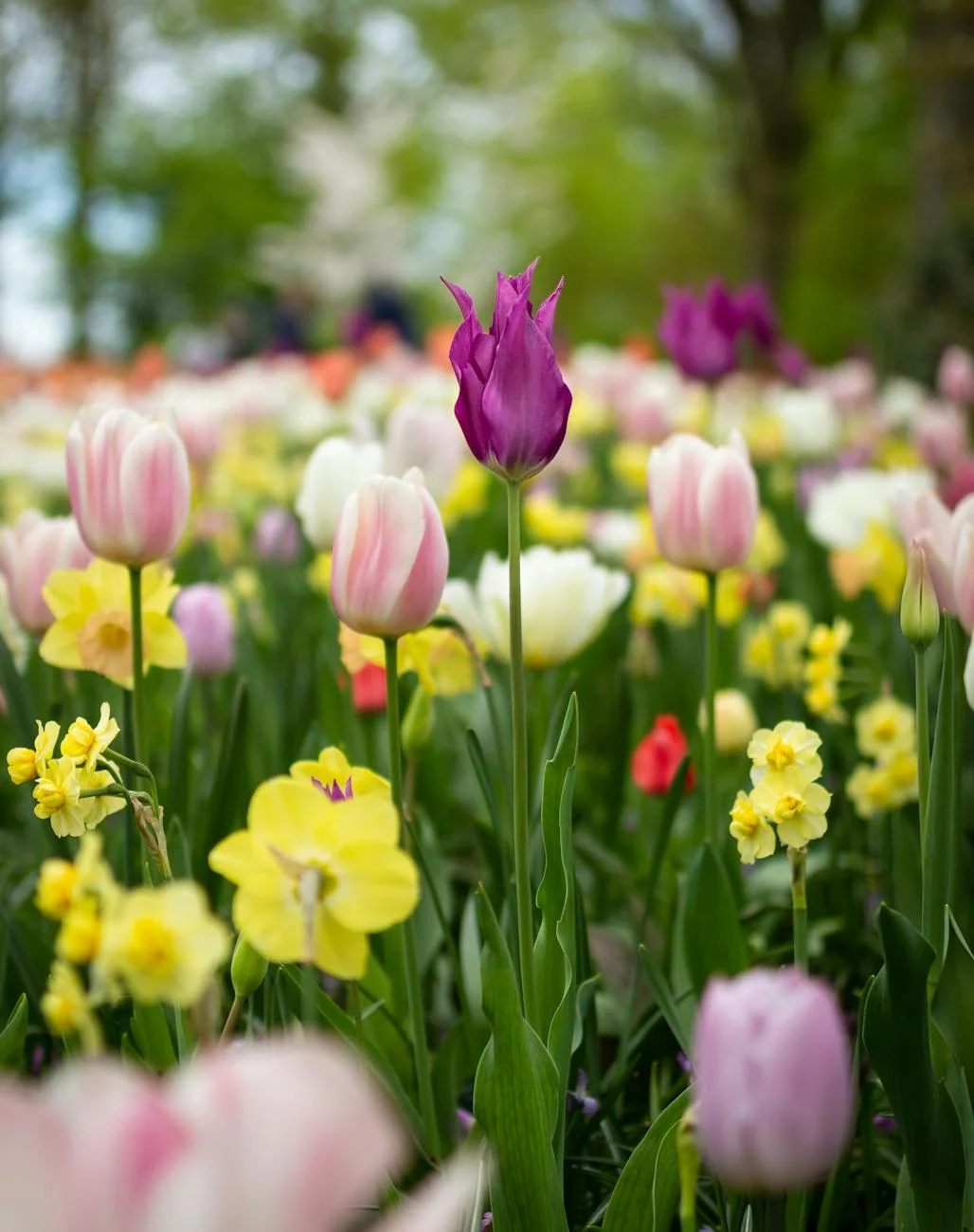 Albia Gardens