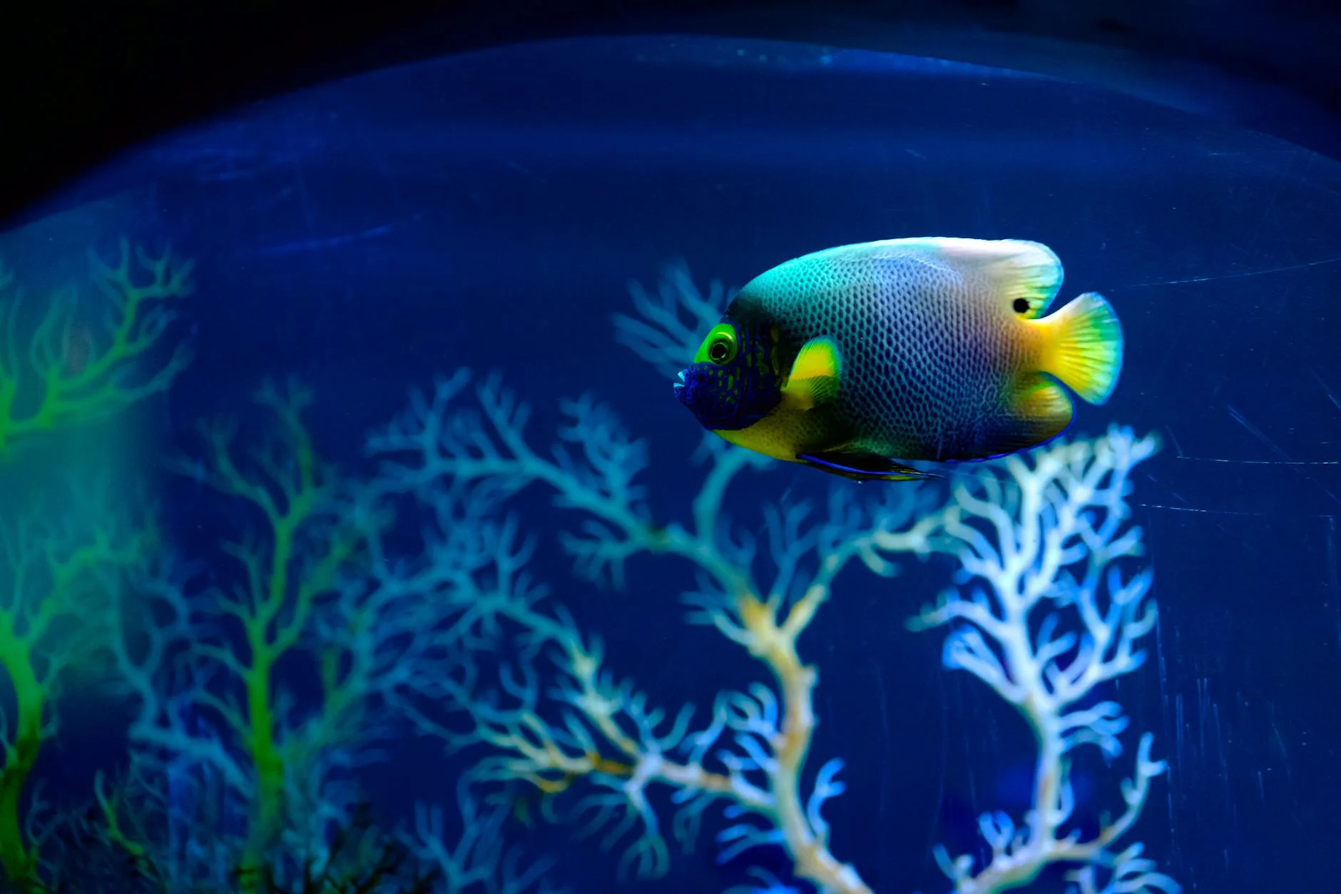 SEA LIFE Manchester