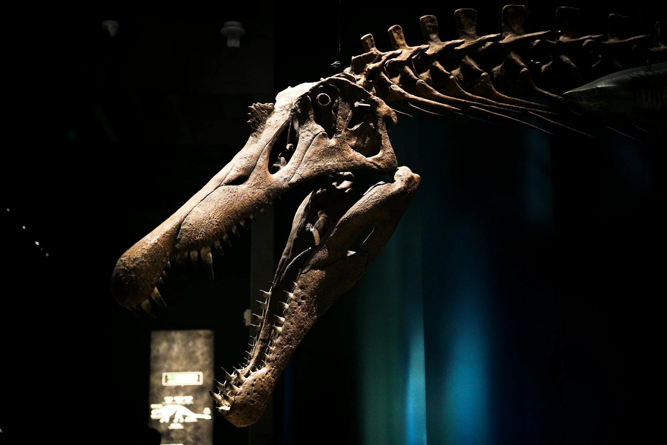 Oxford University Museum of Natural History