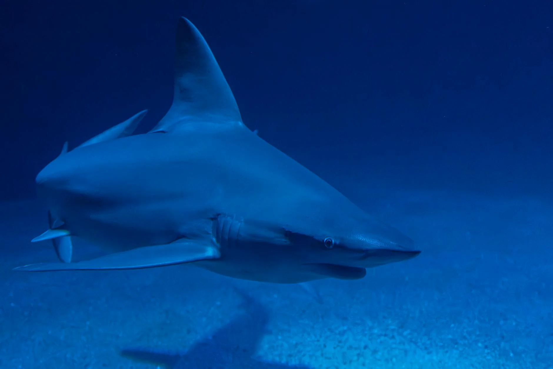 Déjeuner en sous-marin